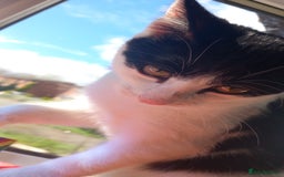 Mixed Breed cats for sale: Black-white male and calico female - Image 6