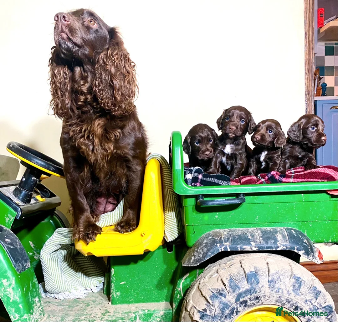 Cocker Spaniel dogs for sale: 2 Cocker Spaniel Dog pups - Advert 2