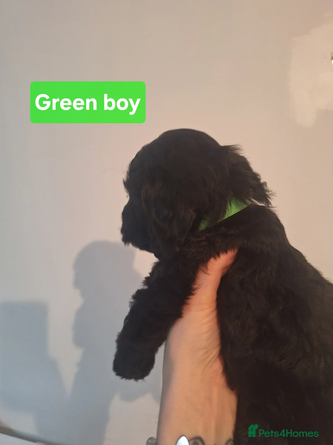 Cockapoo dogs for sale: Cockapoo puppies - Advert 7