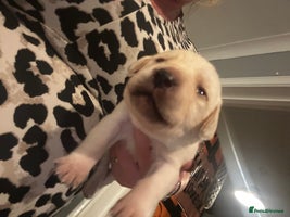 Labrador Retriever dogs Perfect Labrador Puppies - Advert 8