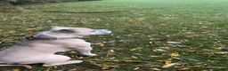 American Bully dogs for sale: Standard American Bully Male - Advert 3