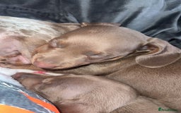 Miniature Dachshund dogs for sale: Male miniature dachshund  - Image 8