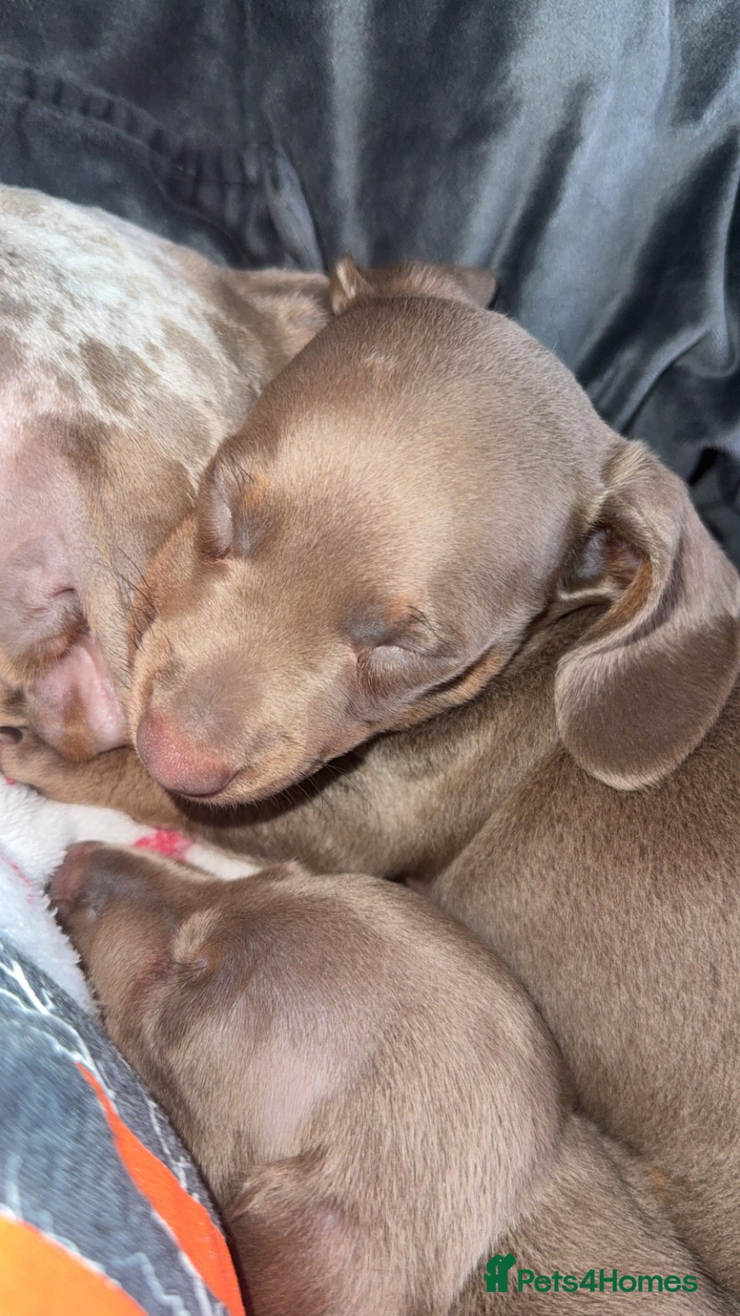 Miniature Dachshund dogs for sale: Male miniature dachshund  - Image 8