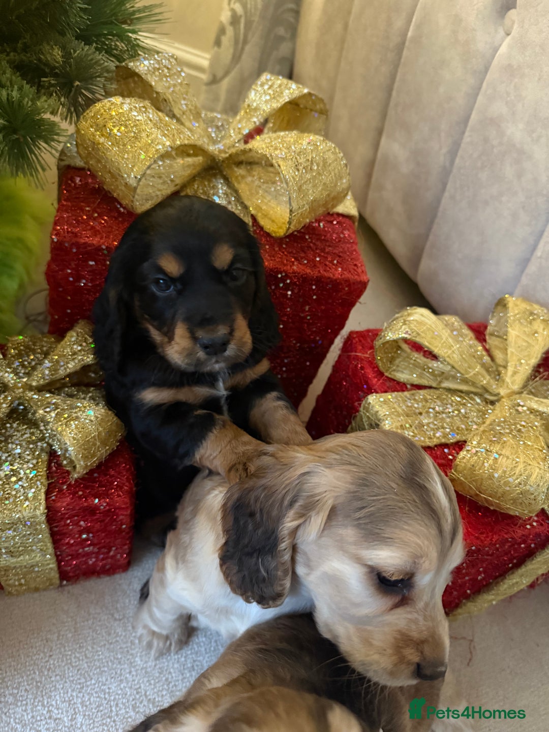 Cocker Spaniel dogs for sale: 2 girls left! Litter of 6 adorable kc reg puppies  - Advert 4