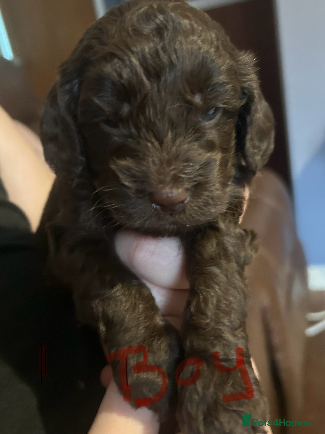 Cockapoo dogs for sale: Beautiful litter of F2 cockapoos  - Image 7