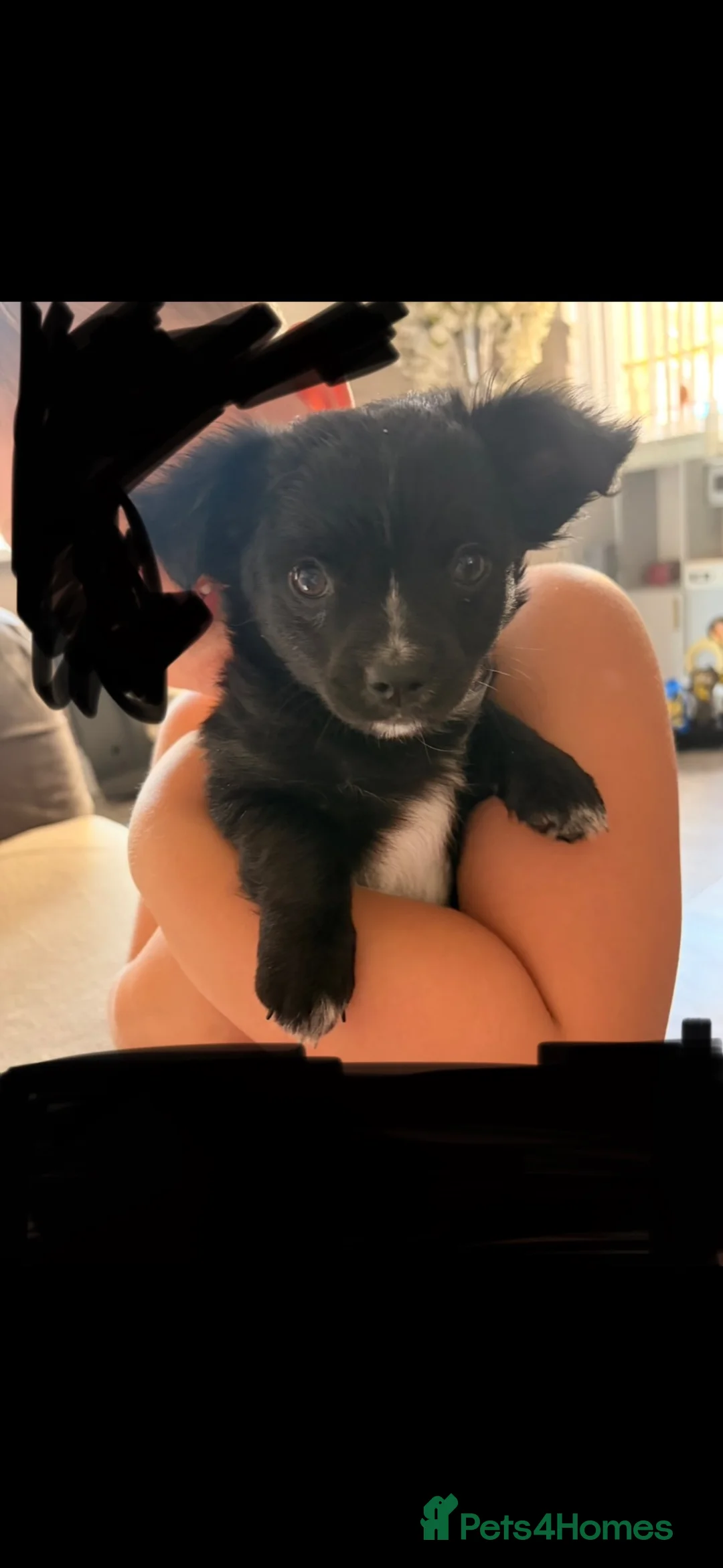 Chihuahua dogs for sale: REDUCED Long haired Chihuahua Puppies  - Advert 2