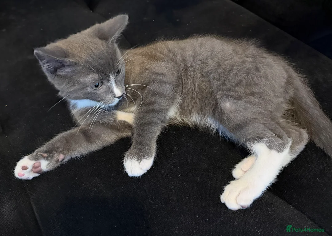 Mixed Breed cats for sale: Kitten looking for his new home  - Advert 2