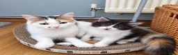 Maine Coon cats for sale: ¾ Maine coon kittens  - Advert 16