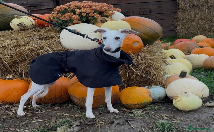 Italian Greyhound dogs - Advert 2