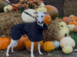 Italian Greyhound dogs - Advert 2