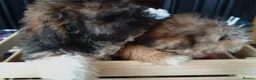 Poochon dogs for sale: Poochon puppies beautiful girls fully vaccinated  - Advert 17