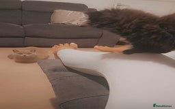 British Longhair cats for sale: British longhair male kitten - Advert 6