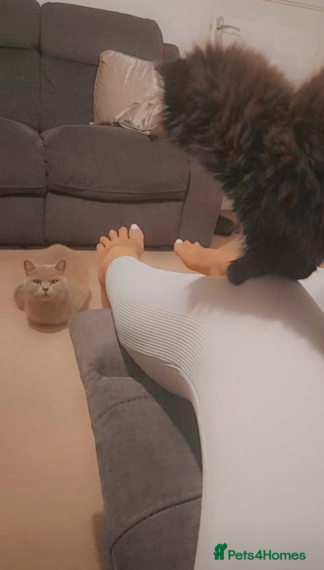 British Longhair cats for sale: British longhair male kitten - Advert 6