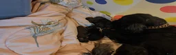 Cocker Spaniel dogs for sale: Cocker spaniel pups in Harlow - Advert 10