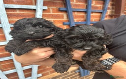 Cockapoo dogs for sale: Cockapoo Puppies (TOY) - Image 25
