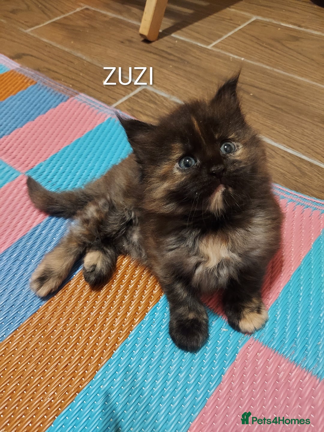 Maine Coon cats for sale: GREAT QUALITY/GCCF/ DNA/ VERY CUTE !!! - Advert 3