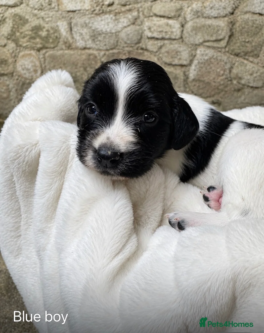 English Springer Spaniel dogs for sale: Outstanding KC Registered Springer Spaniel Puppies - Advert 2