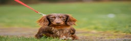 Dachshund dogs for stud: Beautiful longhair stud pups available  in Swansea - Advert 2