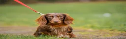 Dachshund dogs for stud: Beautiful longhair stud pups available  in Swansea - Advert 2