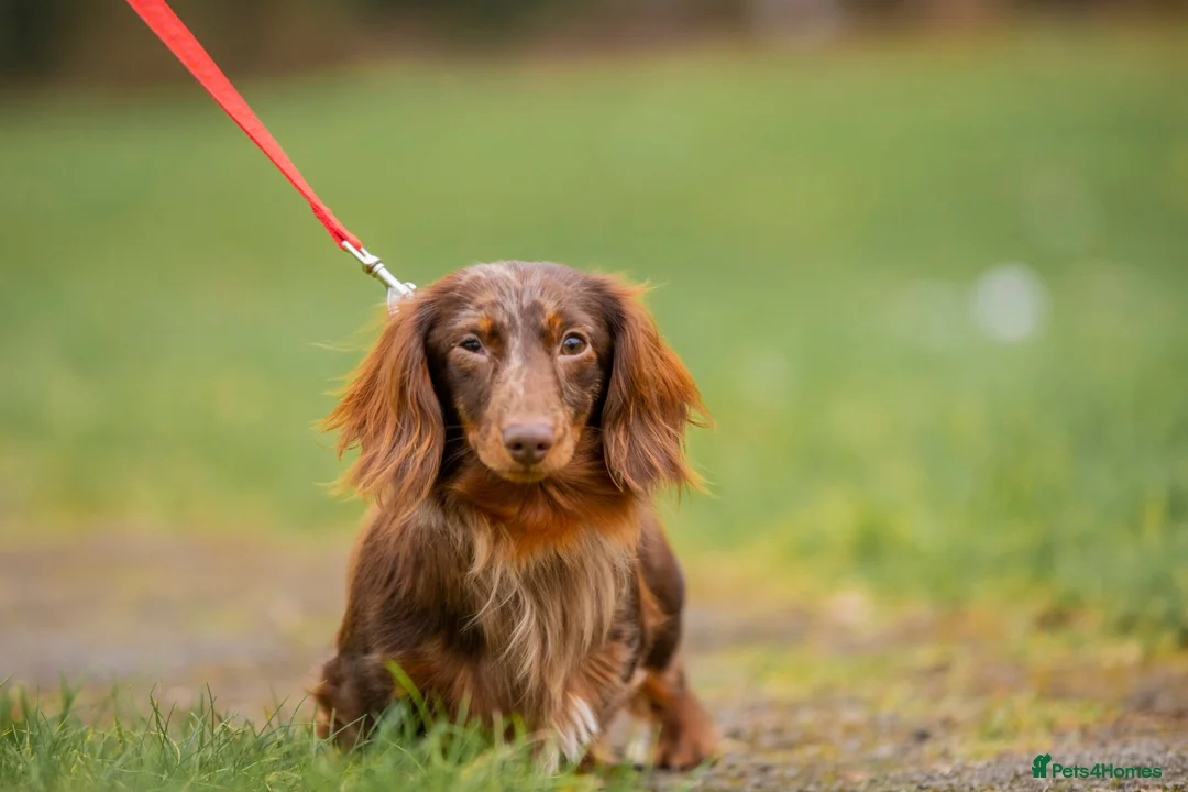 Dachshund dogs for stud: Beautiful longhair stud pups available  in Swansea - Advert 2