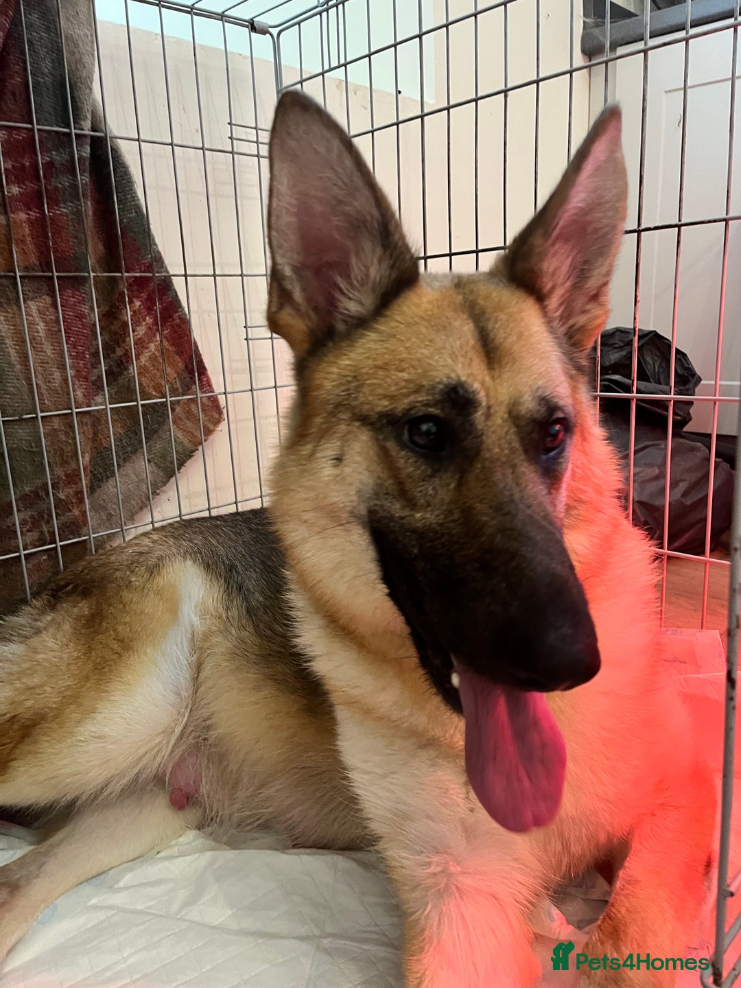 German Shepherd dogs for sale: German Shepherds by Shawhhead Shepherds  - Image 19
