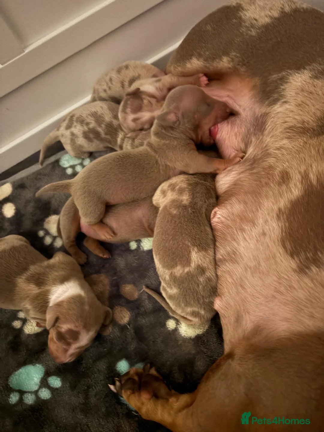 Miniature Dachshund dogs for sale: Beautiful Miniature Dachshund Pups  - Advert 1