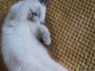 Ragdoll cats - Advert 6