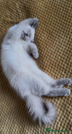 Ragdoll cats Playful paw 🐾 - Advert 16