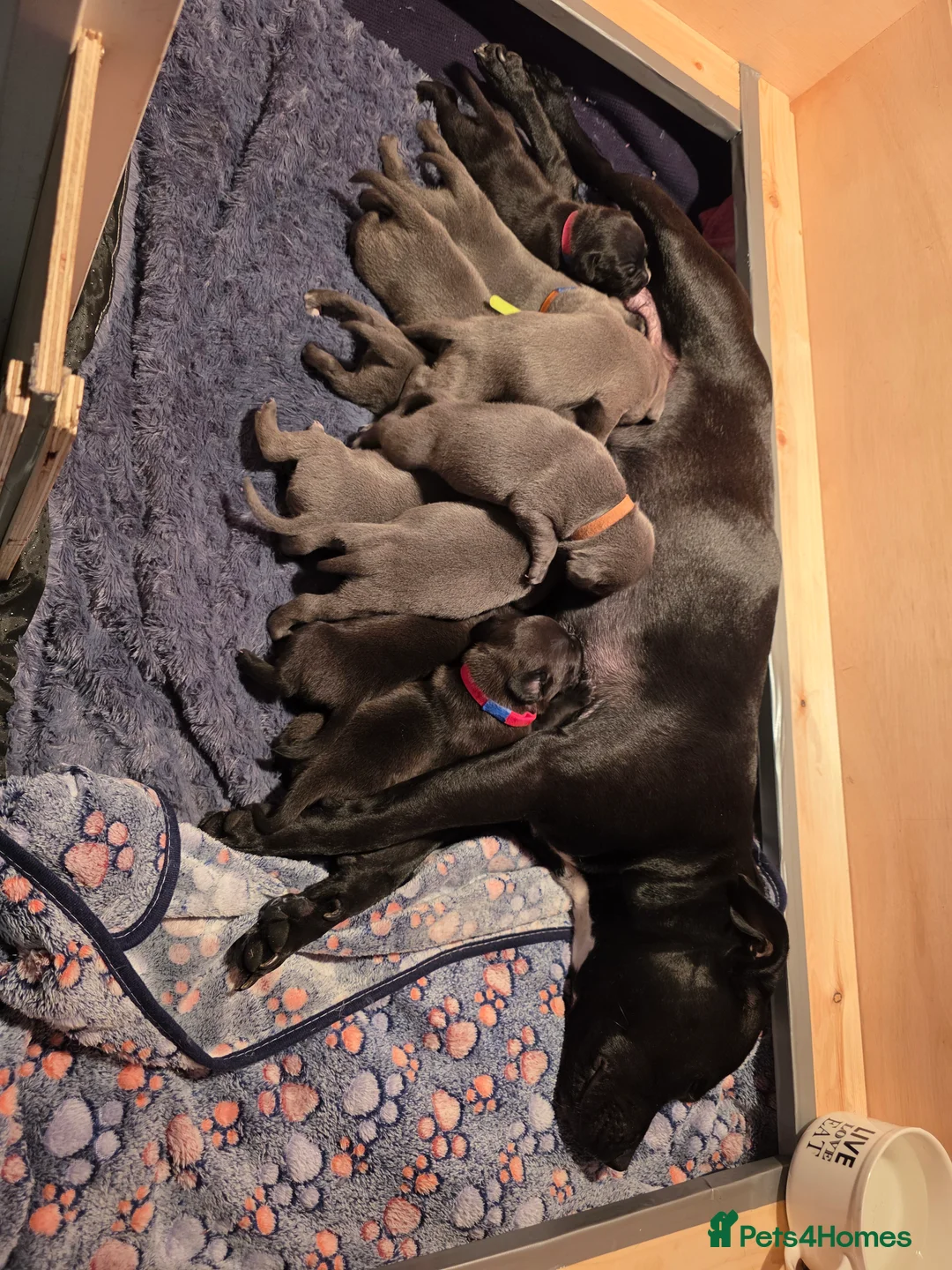 Staffordshire Bull Terrier dogs for sale: Staffordshire bull terrier blues  - Advert 39