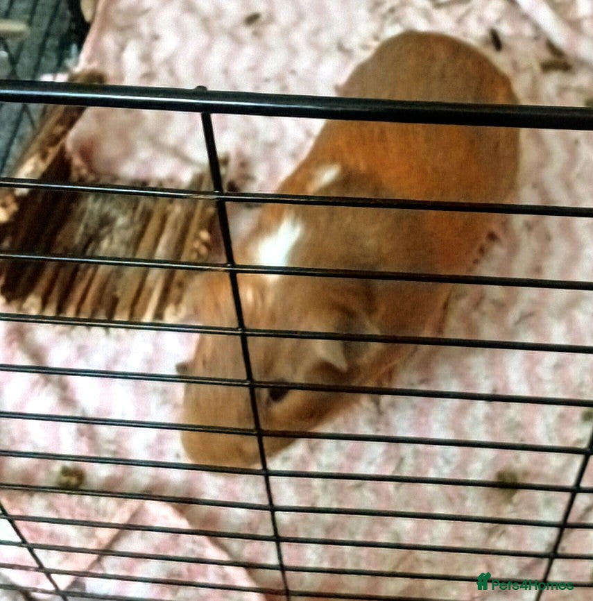 Guinea Pig rodents for sale: Three male guiniepigs for sale - Advert 1