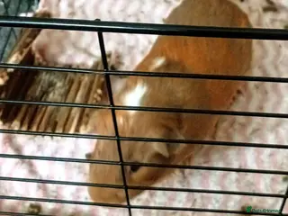 Guinea Pig rodents Three male guiniepigs for sale - Advert 1