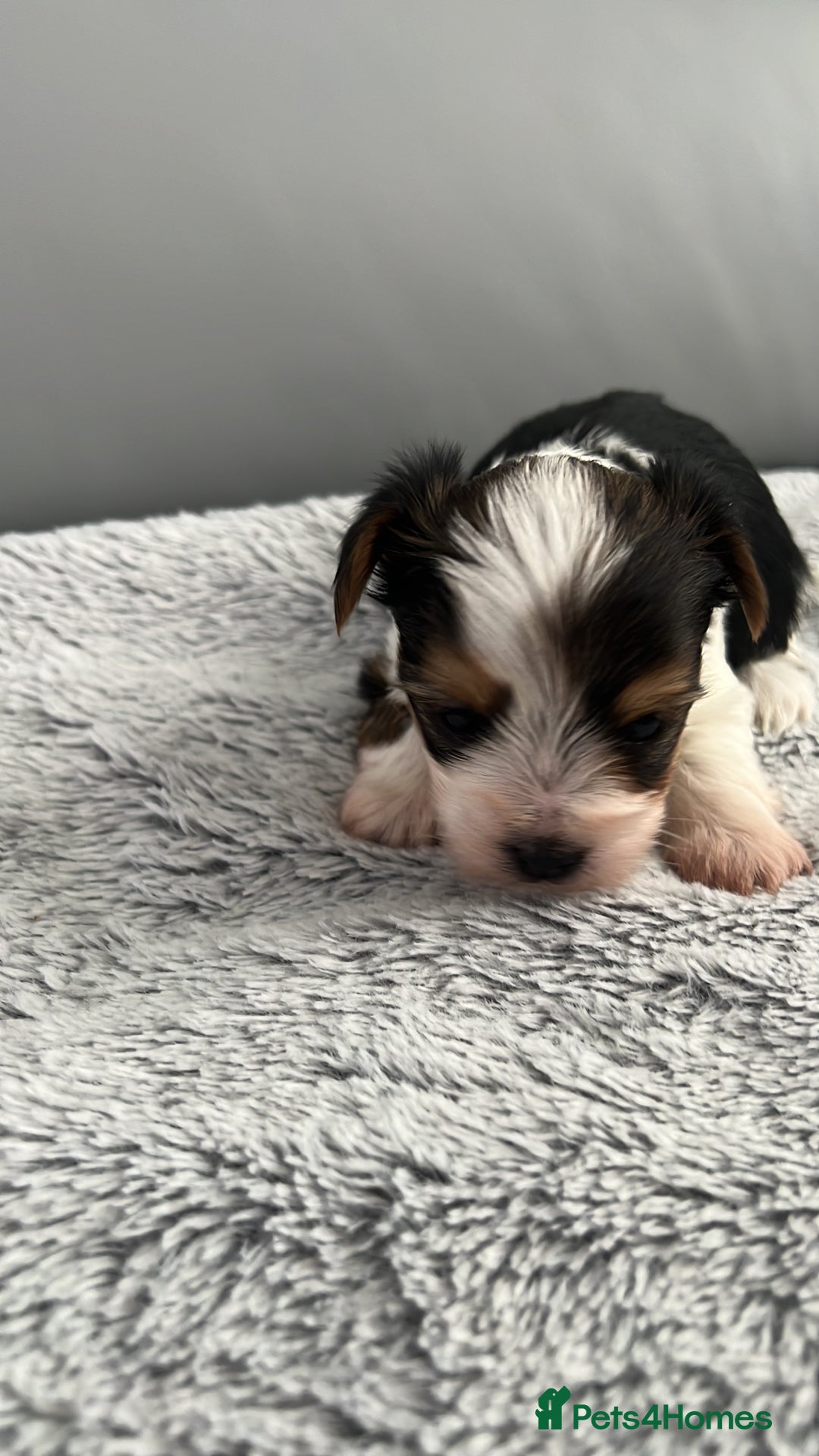 Yorkshire Terrier dogs for sale: Yorkshire Terrier Biewer  - Image 1