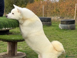 Japanese Akita Inu dogs - Advert 2