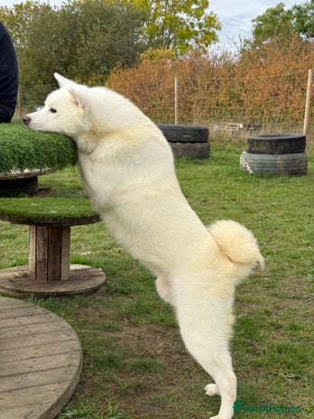 Japanese Akita Inu dogs - Advert 2