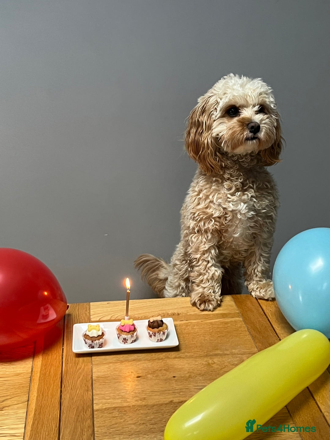 Cavapoo dogs for sale: 6 Beautiful Toy Cavapoo Girls  - Image 31