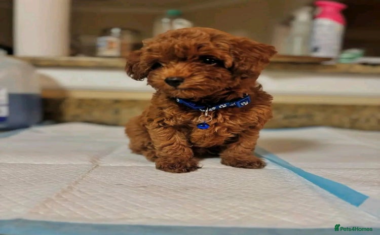 Toy Poodle dogs - Advert 7