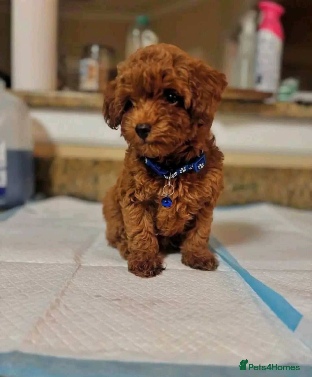 Toy Poodle dogs for sale: We have beautiful toy poodle ready  - Image 1