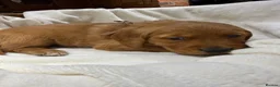 Golden Retriever dogs for sale: Outstanding Quality Puppies  - Advert 8