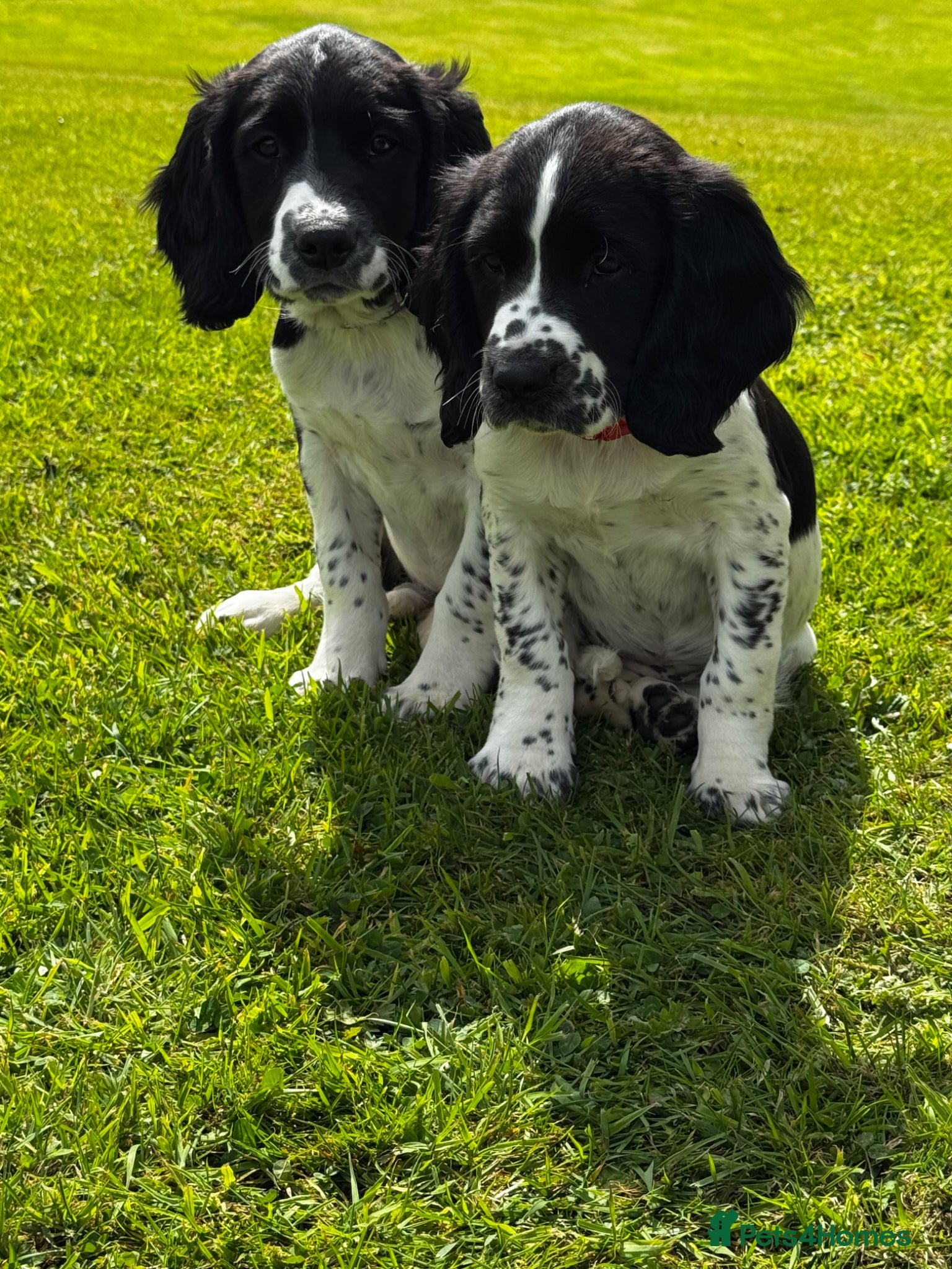 English Springer Spaniel dogs Springer Spaniel Puppies  - Advert 1