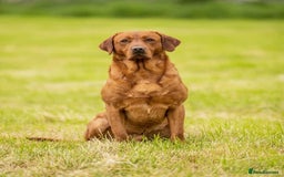 Labrador Retriever dogs for sale: KC Labrador puppies - Advert 4