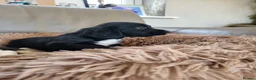 Cocker Spaniel dogs for sale: Kc reg cocker puppies  - Advert 3