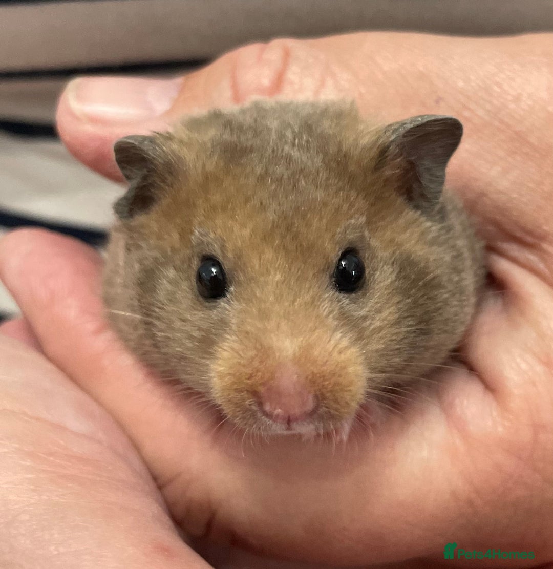 Hamster rodents for sale: Baby Syrian hamsters from show stock  - Image 14