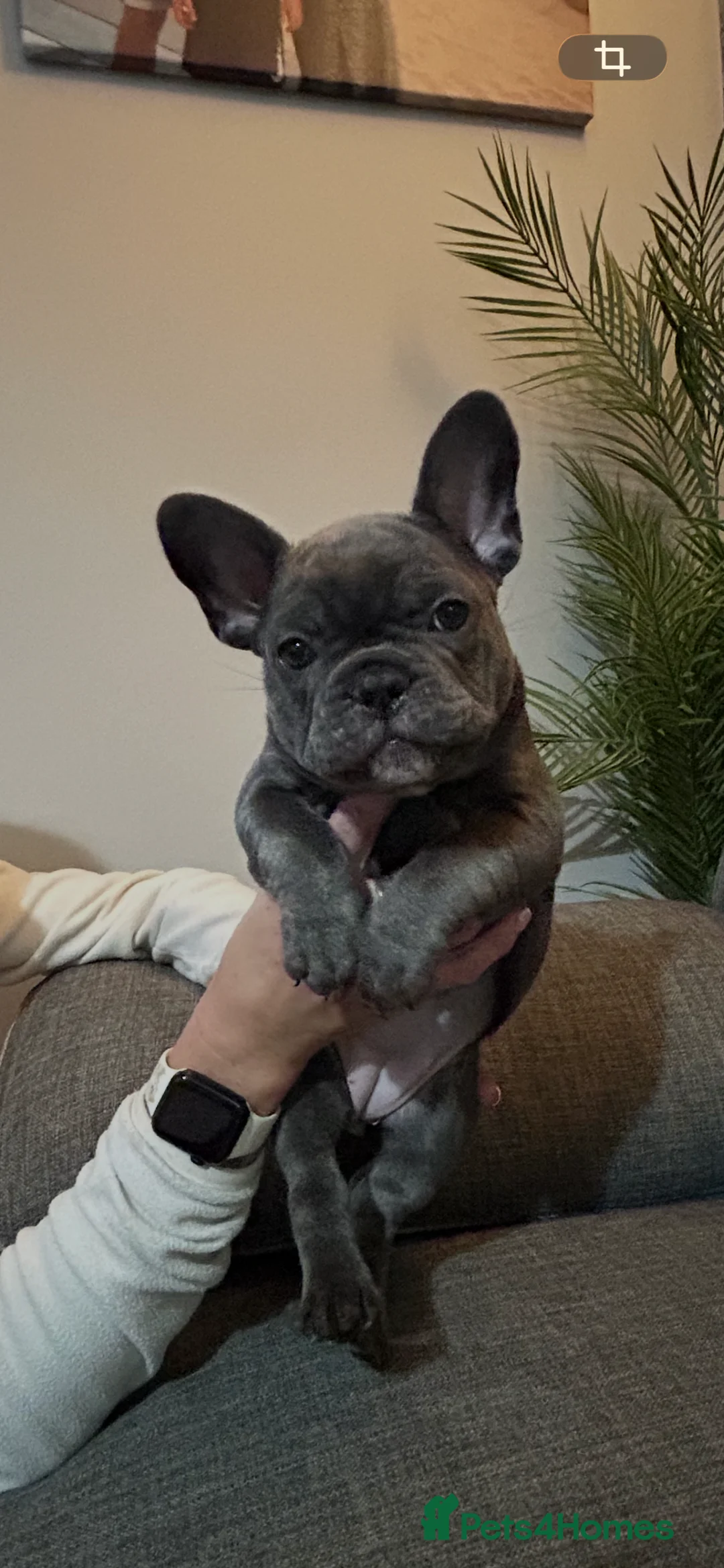French Bulldog dogs for sale: Kc registered girl ready to go now - Advert 31