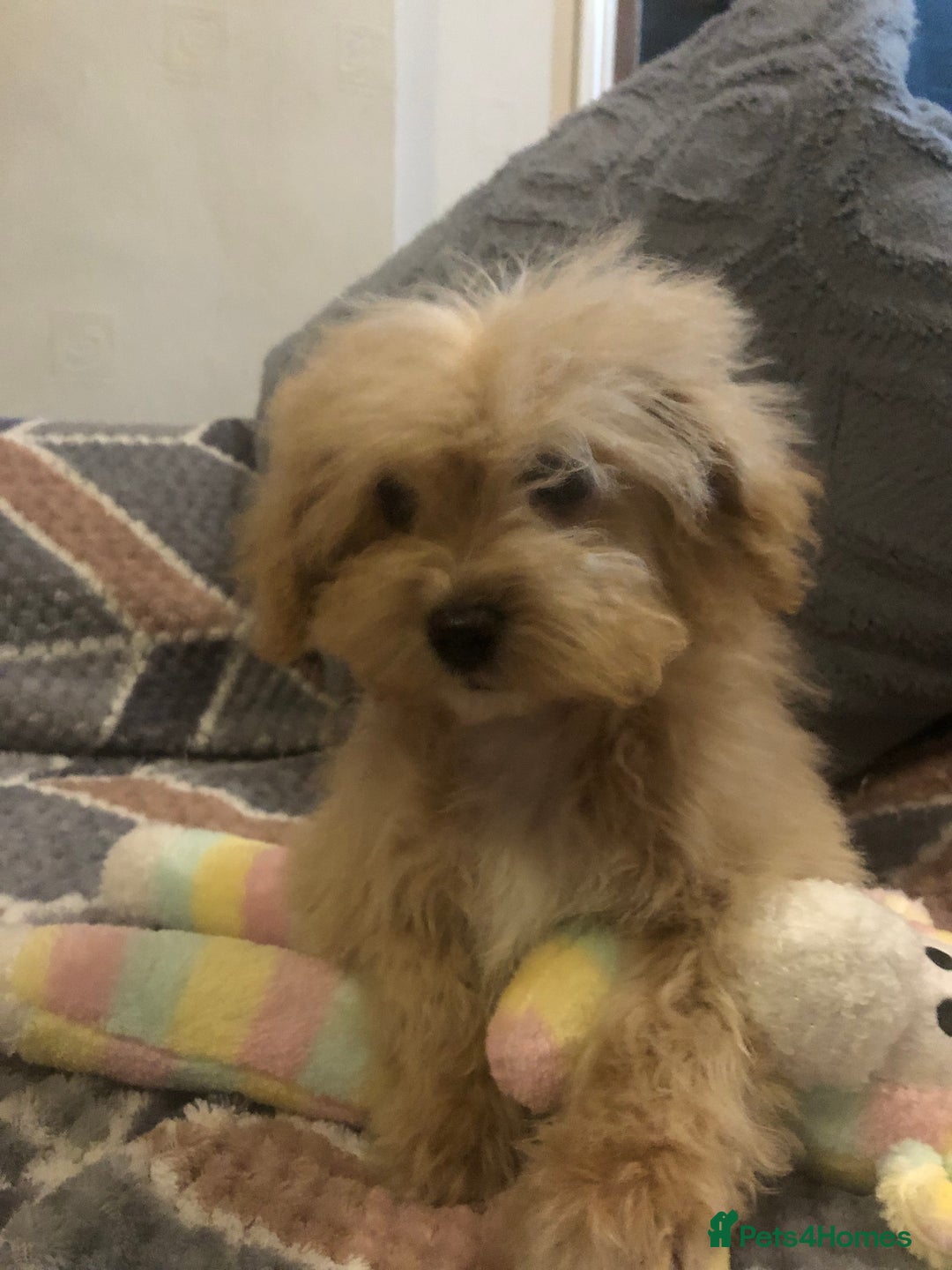 Maltipoo dogs for sale: Maltipoo puppies for sale  - Advert 1