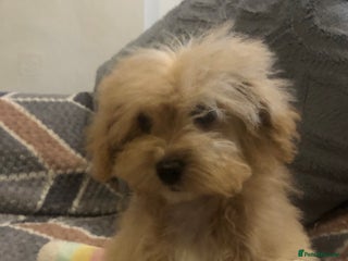Maltipoo dogs Maltipoo puppies for sale - Advert 4