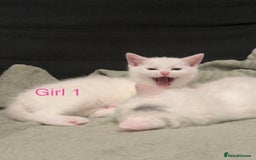 Mixed Breed cats for sale: 3 beautiful kittens available  - Advert 13