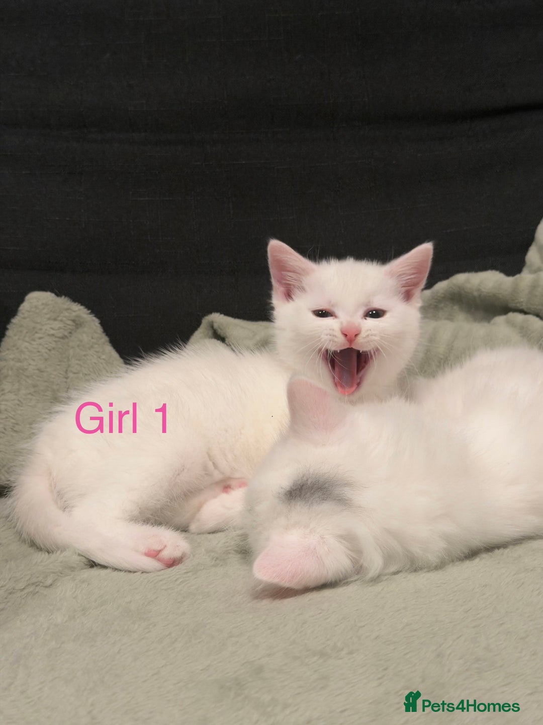 Mixed Breed cats for sale: 3 beautiful kittens available  - Advert 13