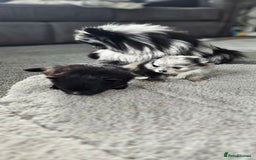 Pomeranian dogs for sale: teacup pomeranian puppies  - Image 2