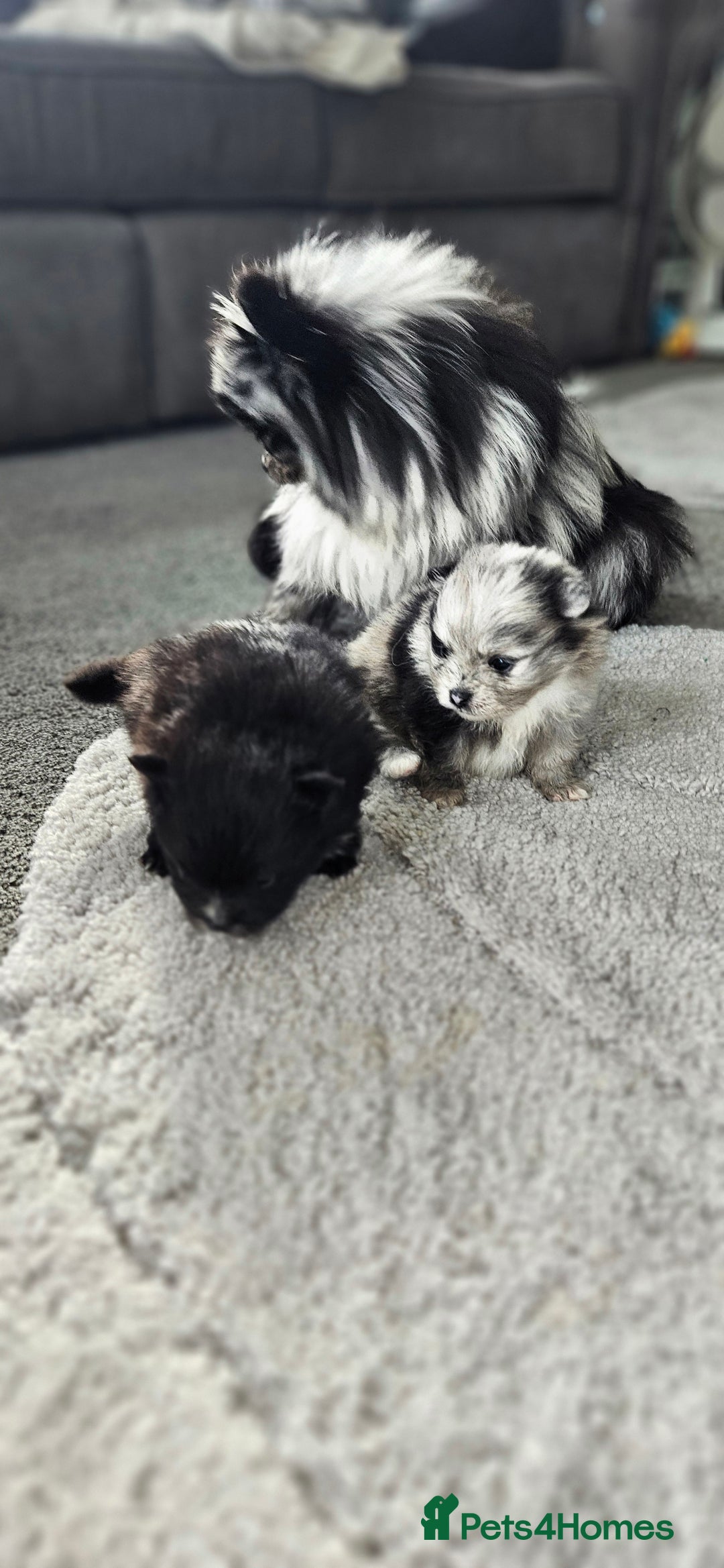 Pomeranian dogs for sale: teacup pomeranian puppies  - Image 2