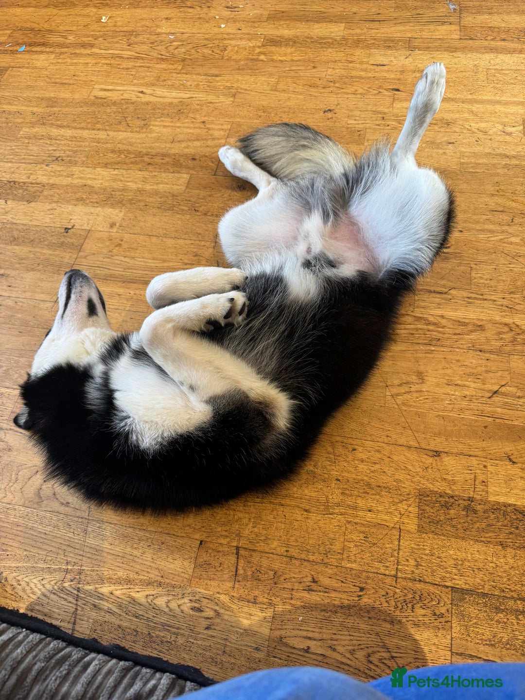 Mixed Breed dogs for sale: Meet Sparks - Image 15